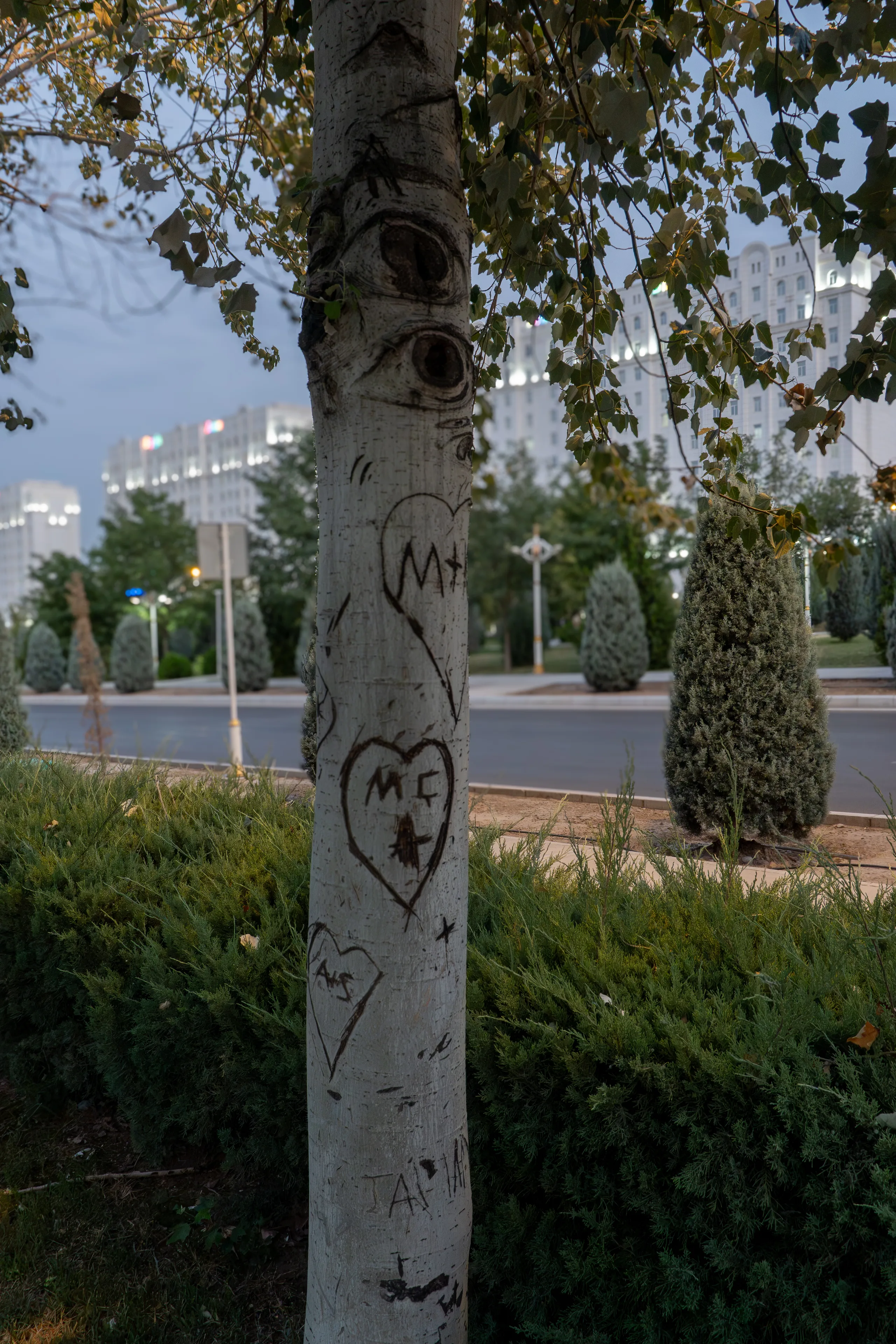Такс, лучше мне признайтесь кто кого любит, а то не понятно что там на дереве написано